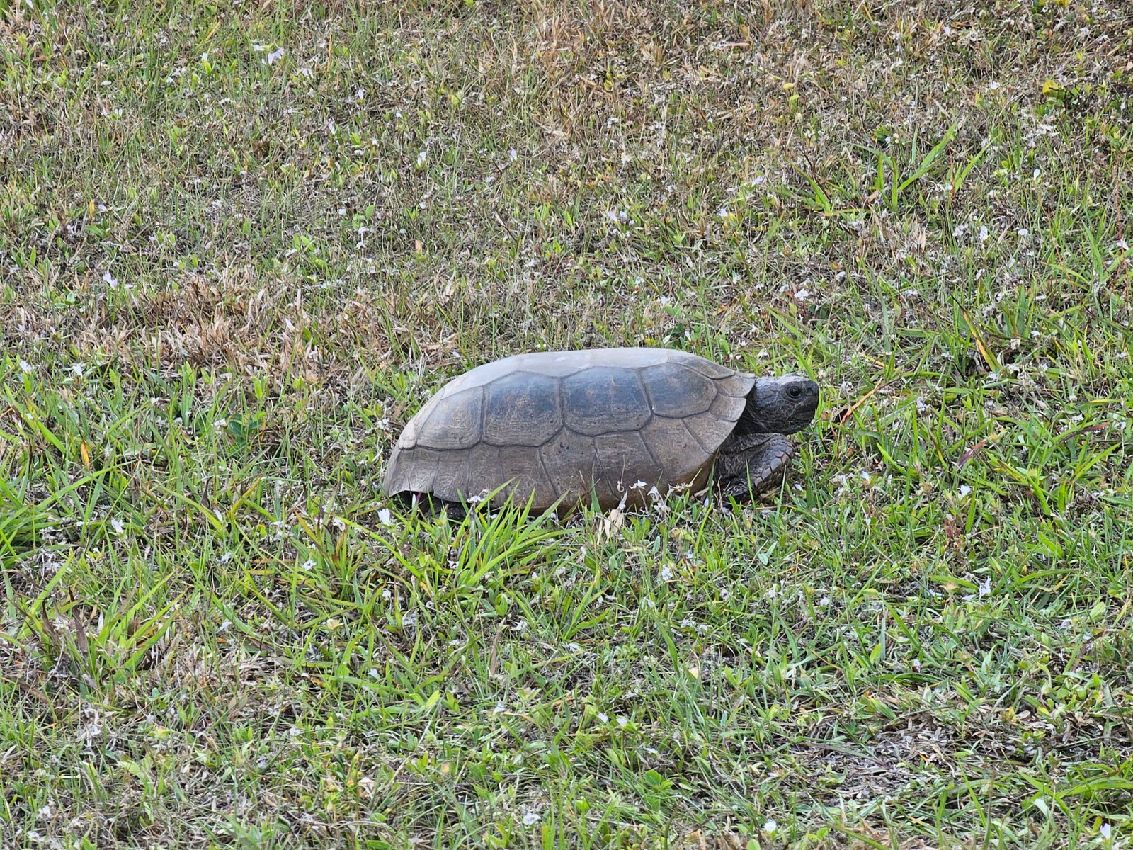 Gopher Tortoise